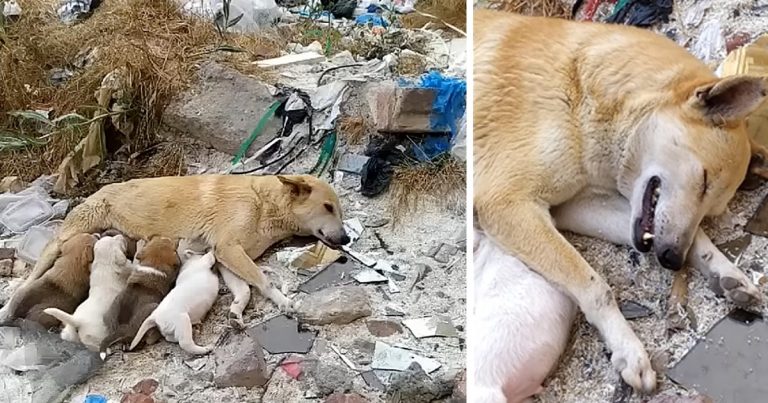 Resilient Mother Dog with Injured Legs Heroically Protecting Her Precious Pups, Eagerly Awaiting a Lifesaving Miracle