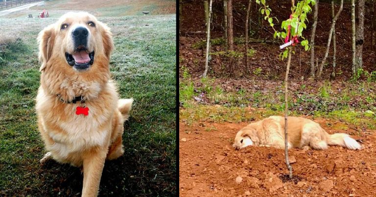 Resilient Three-Legged Pup Honors Departed Companions with Heartwarming Gestures