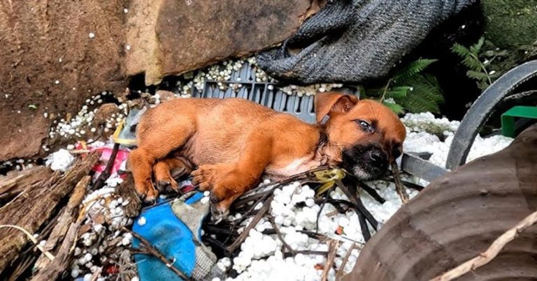 My Friend Rescued a Hungry Puppy Left Alone at a Building Site