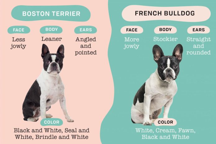 the Boston Terrier vs. the French Bulldog. Both breeds are incredibly popular and beloved for their unique traits and personalities