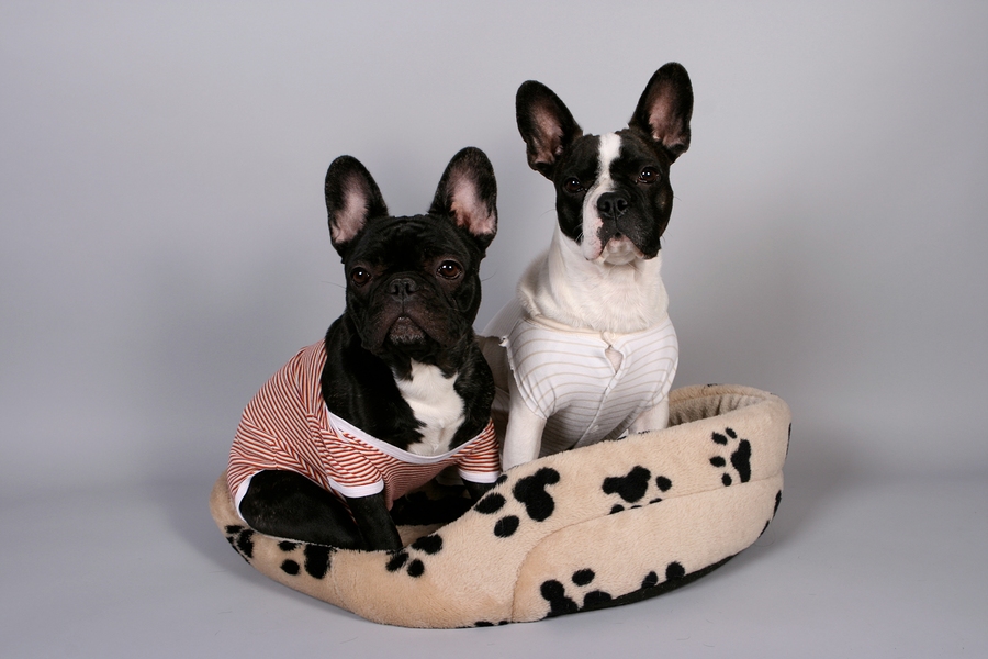 French Bulldog and Boston Terrier dressed with a todler romper