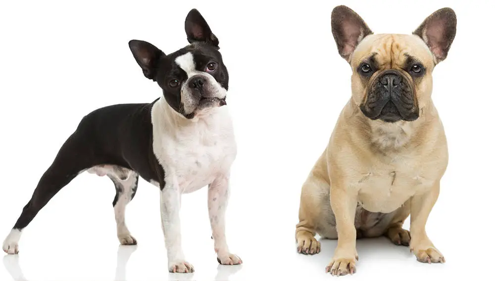 French Bulldogs can get along well with other pets when properly socialized