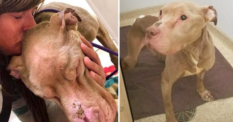 Compassionate University Student Stays by Dying Sanctuary Dog’s Side All Night to Ensure Comfort