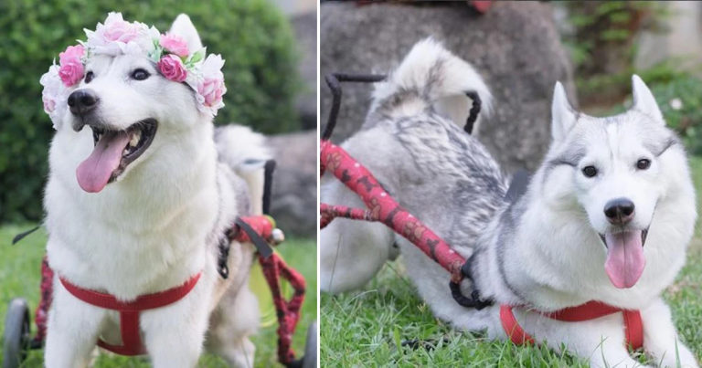 Amazing Transformation: 2-Legged Husky’s New Lease on Life with a Wheelchair