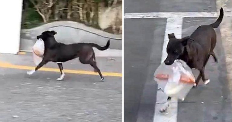 Ten Years Strong: Loyal Pup’s Daily Trip to the Store for Grandma’s Breakfast!