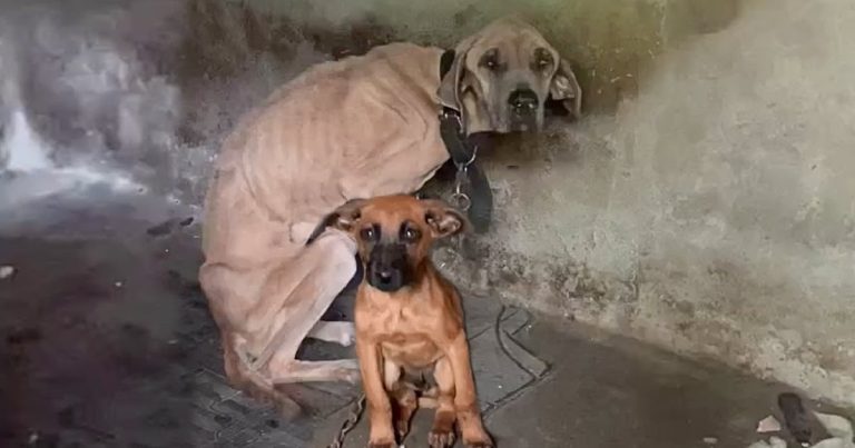 While she was dying slowly, he tried to lift her and puts himself in front of her to protect her