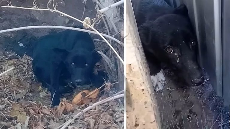 For weeks, she crawled around the park, begging for food, until finally shedding tears of relief.